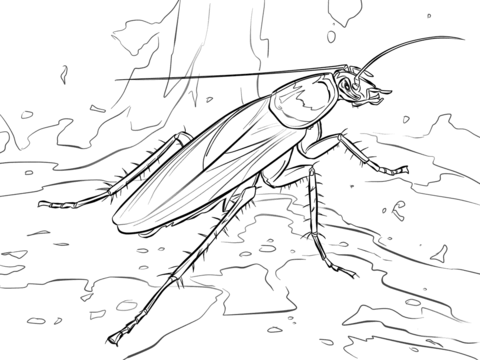 American Cockroach Coloring Page